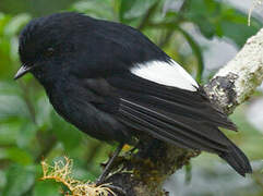 White-winged Robin