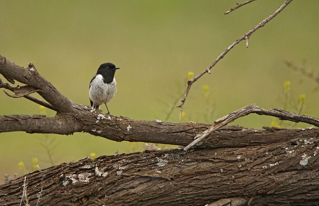 Hooded Robin