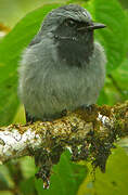 Black-throated Robin