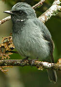 Black-throated Robin