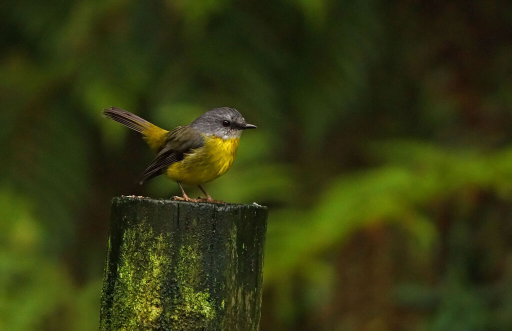 Miro à poitrine jaune