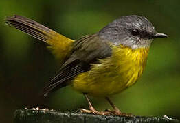 Eastern Yellow Robin