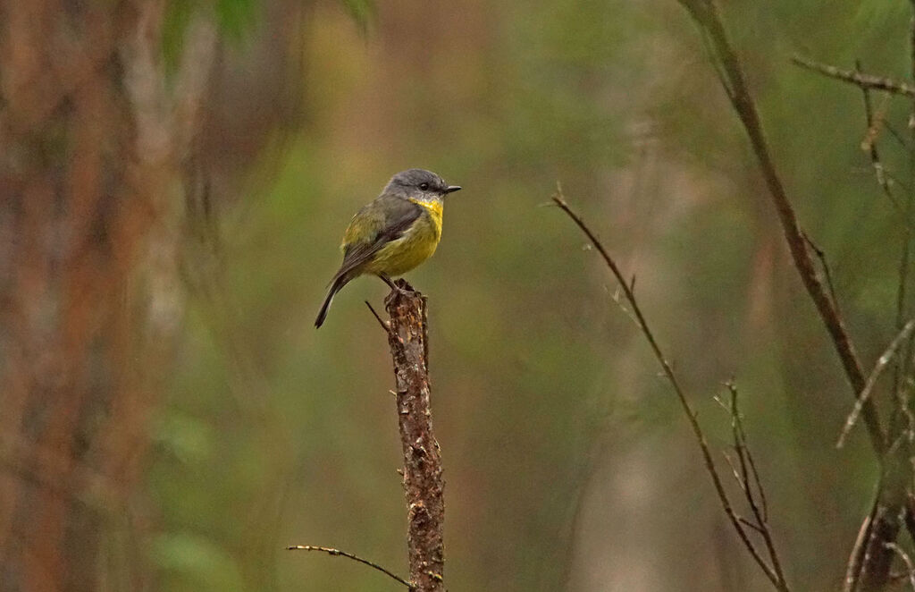 Eastern Yellow Robin