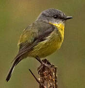 Eastern Yellow Robin