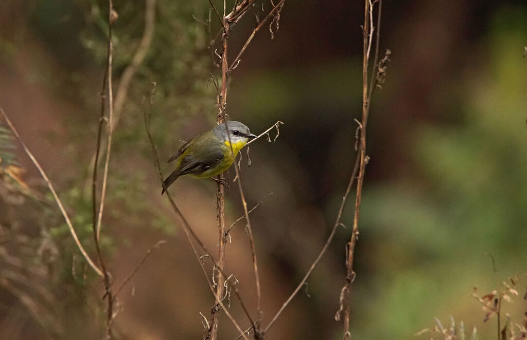 Eastern Yellow Robin