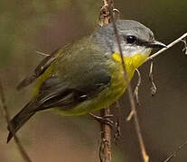 Eastern Yellow Robin