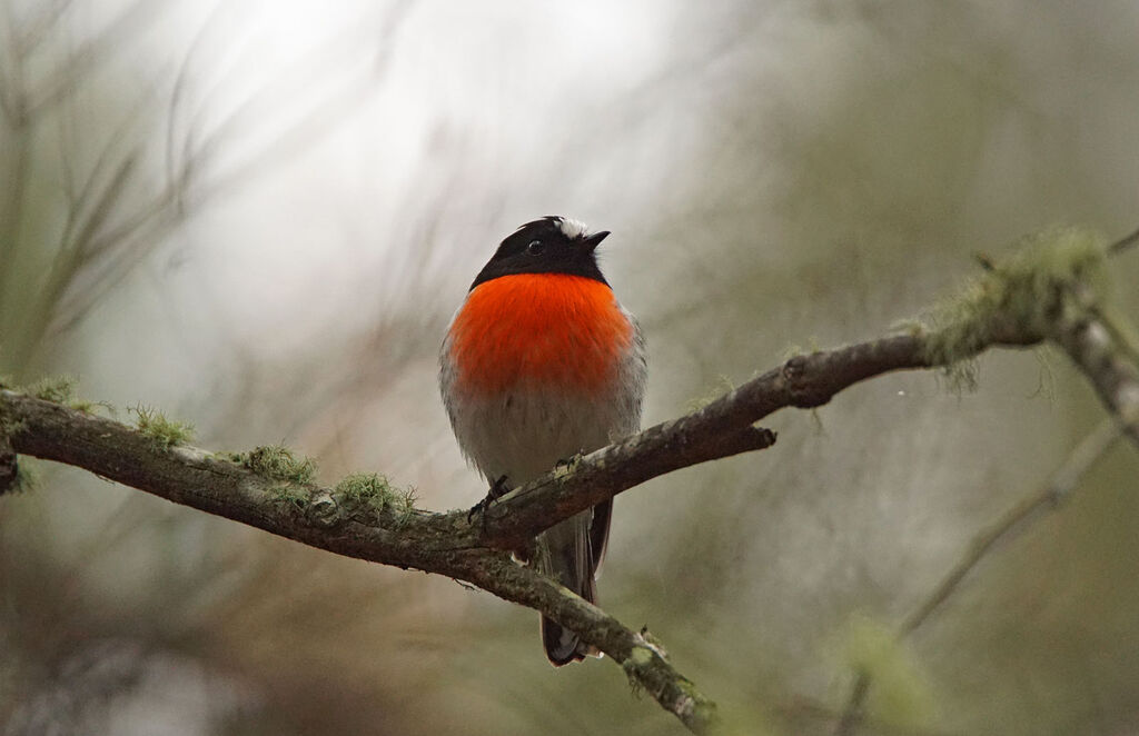 Scarlet Robin male