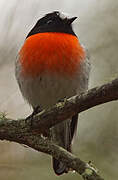 Scarlet Robin