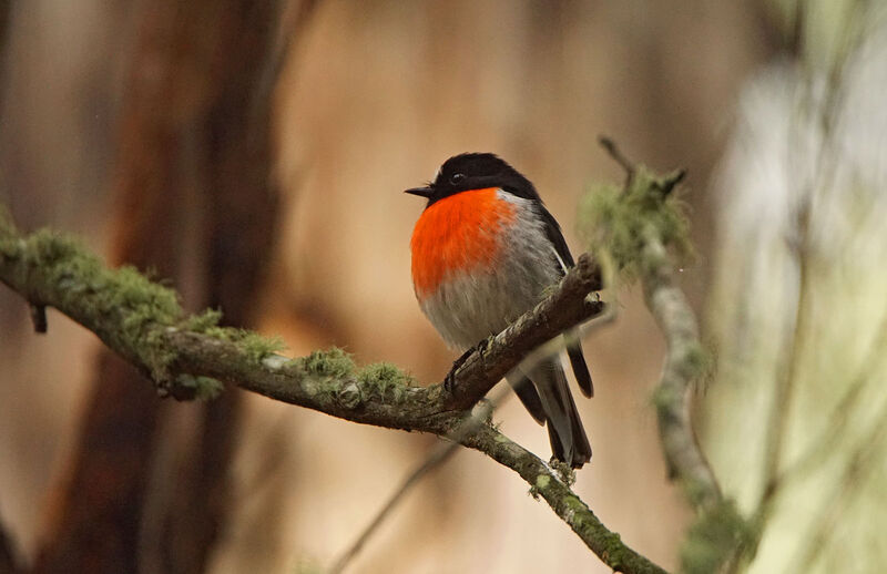 Scarlet Robin male