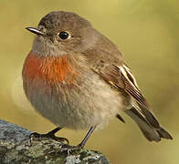 Scarlet Robin