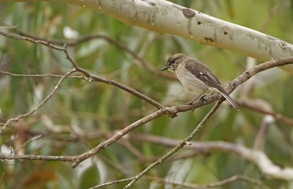 Dusky Robinadult