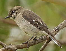 Dusky Robin