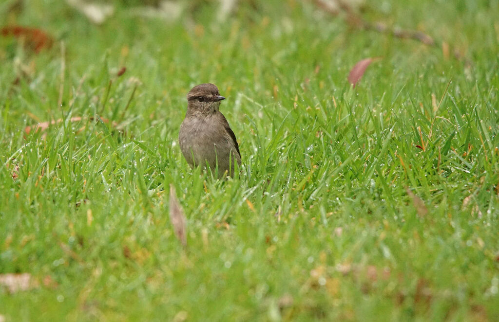 Dusky Robin