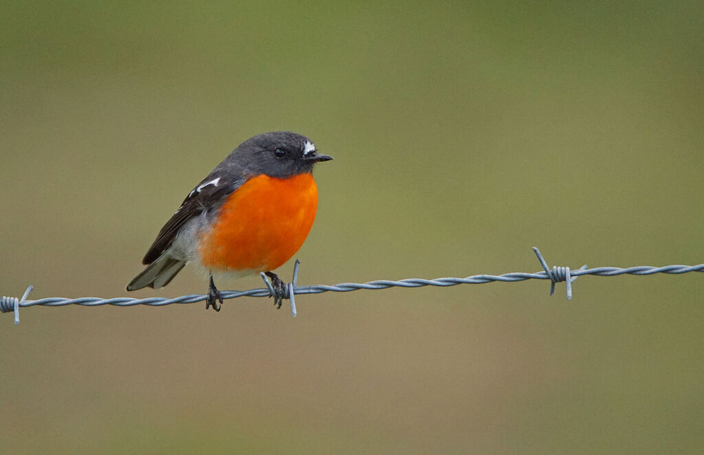 Flame Robin male adult