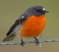 Flame Robin