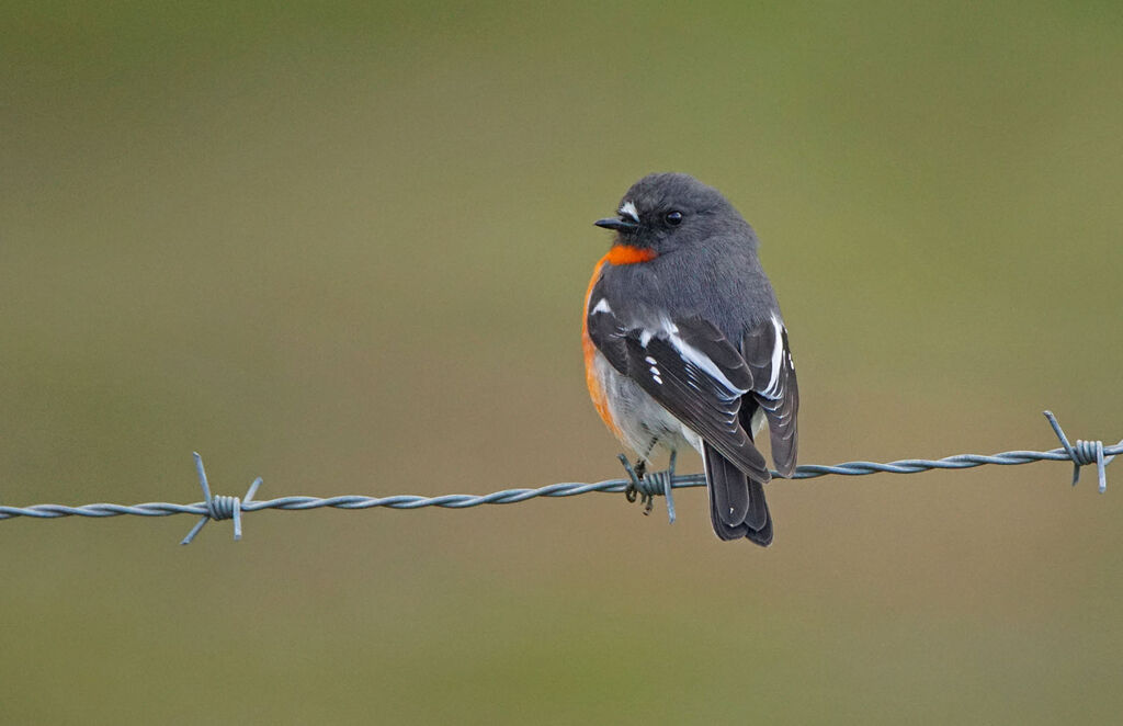 Flame Robin male adult