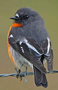 Flame Robin