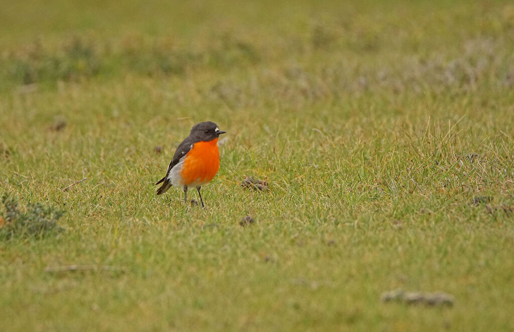 Flame Robin male adult