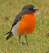 Flame Robin