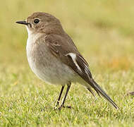 Flame Robin