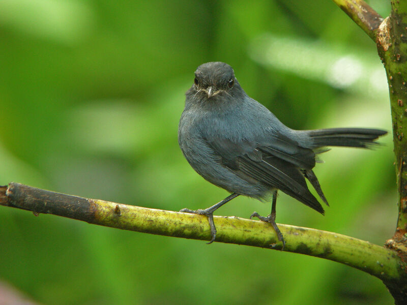 Slaty Robin