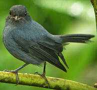 Slaty Robin