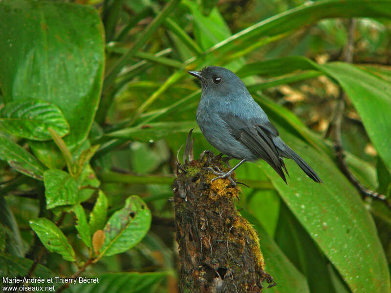 Miro gris-bleuadulte, identification