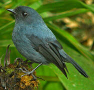 Slaty Robin