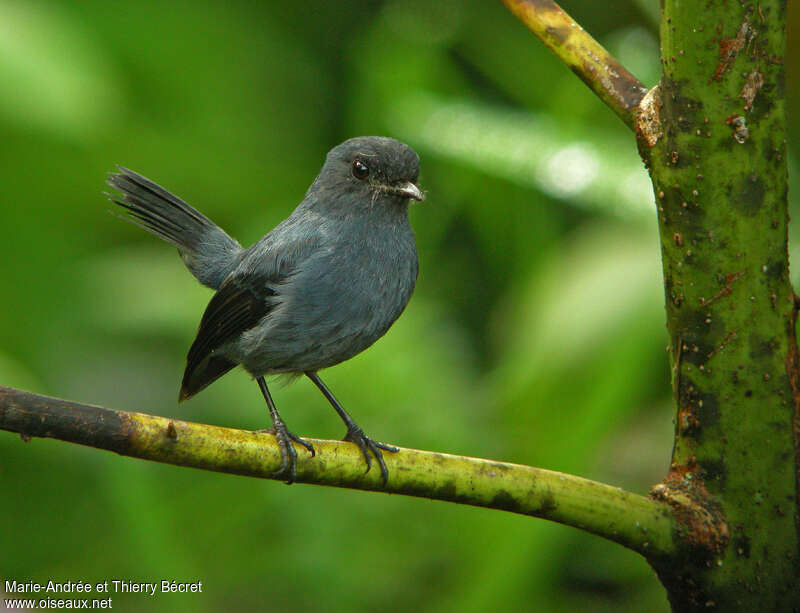 Slaty Robinadult, identification