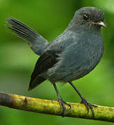 Slaty Robin