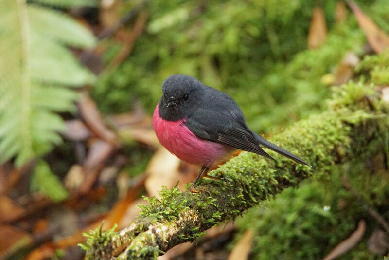 Pink Robin male