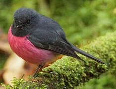 Pink Robin