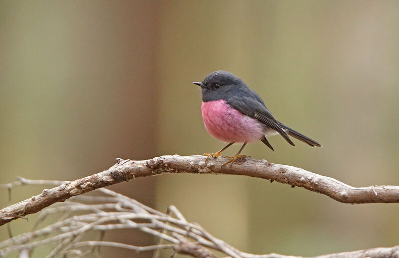 Pink Robin male