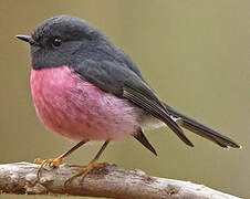 Pink Robin