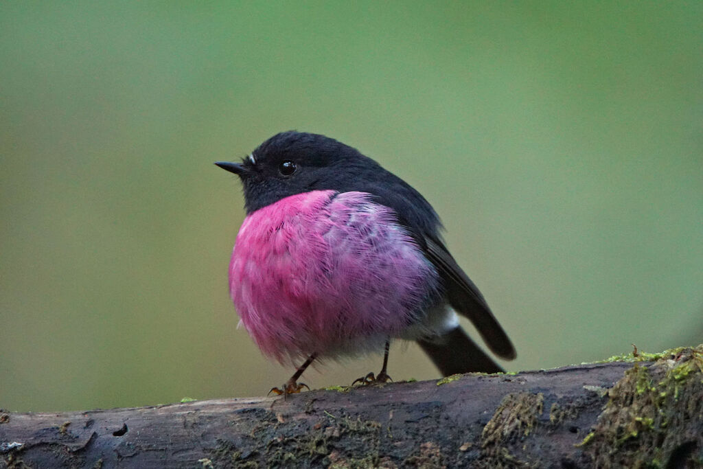 Pink Robin