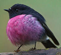 Pink Robin