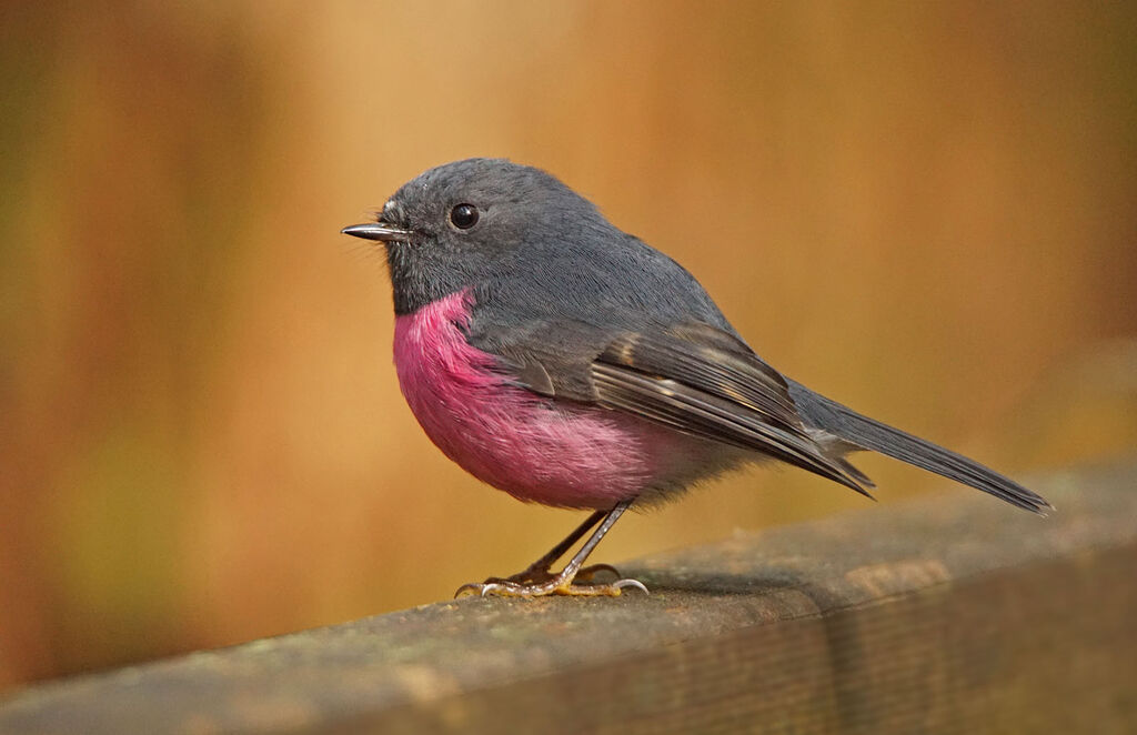 Pink Robin