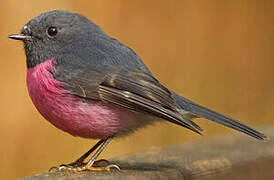 Pink Robin