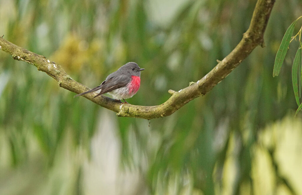 Rose Robin male