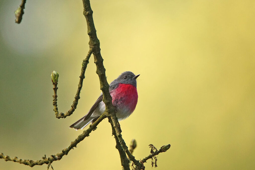 Rose Robin male