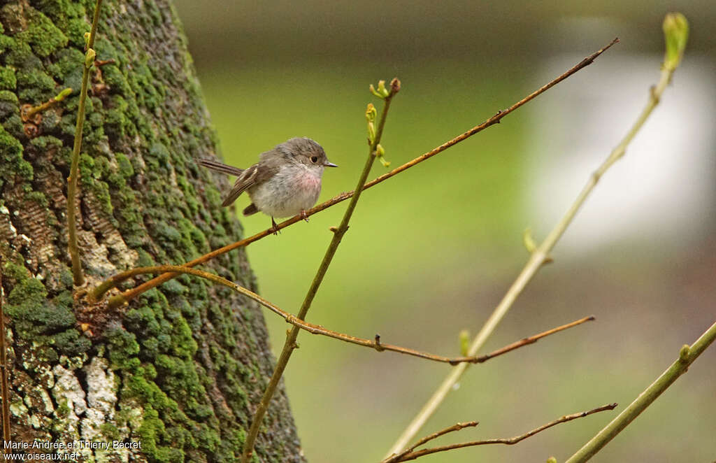 Rose Robin female adult