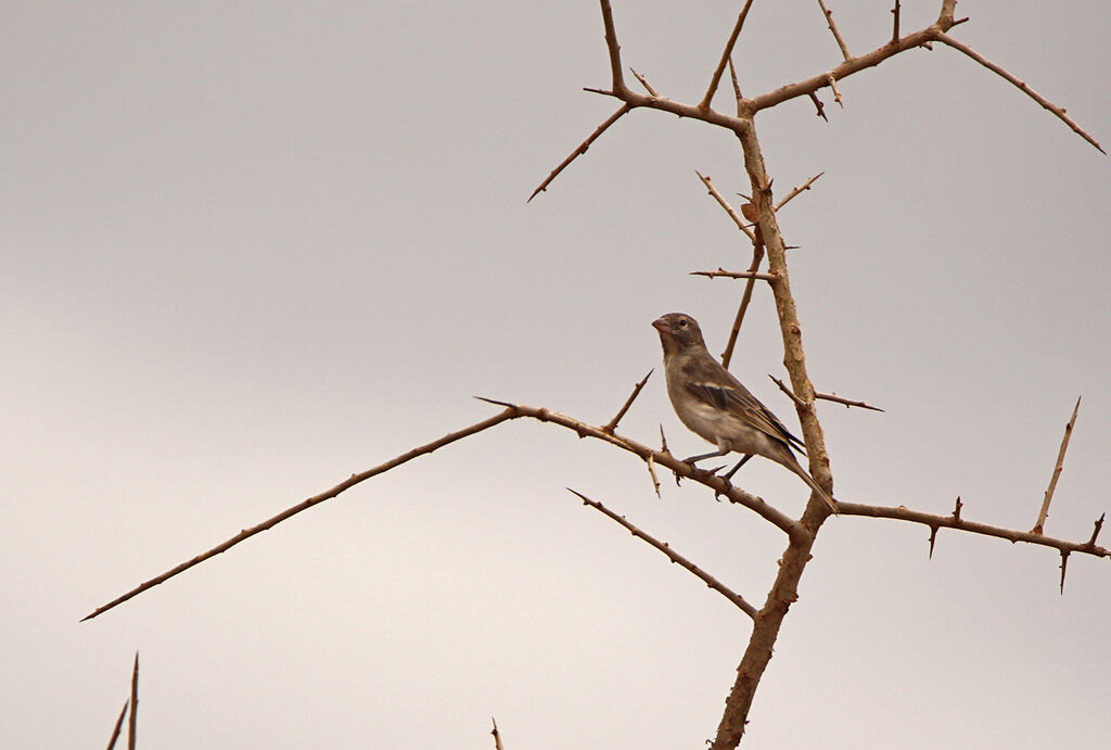 Yellow-spotted Bush Sparrow