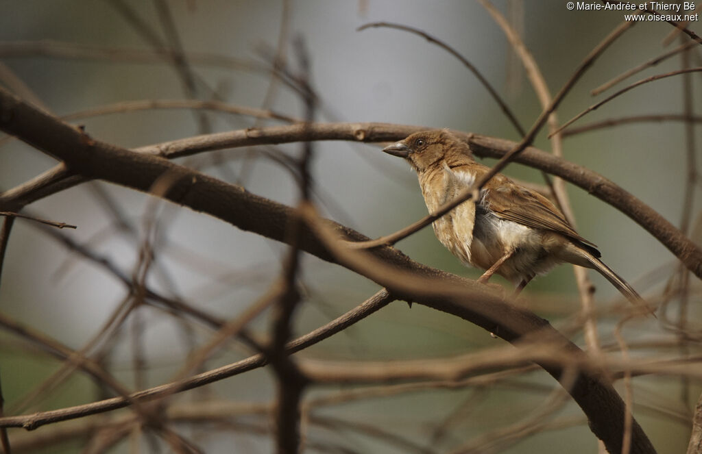 Chestnut Sparrow