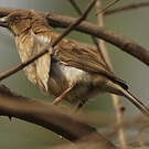 Moineau d'Emin