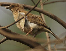 Chestnut Sparrow