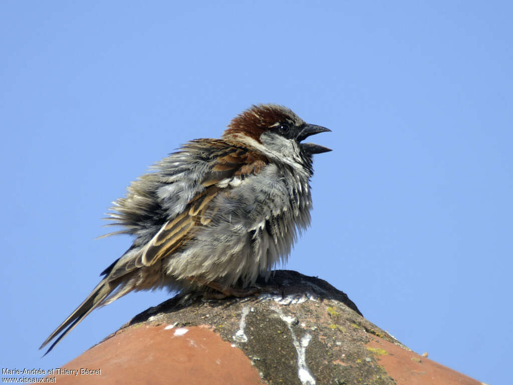 Moineau domestique mâle adulte, chant