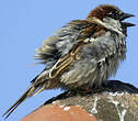 Moineau domestique