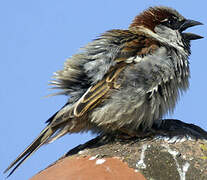 House Sparrow