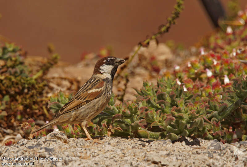 Spanish Sparrow