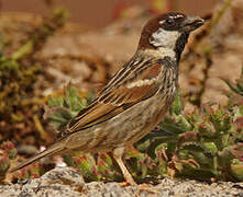 Spanish Sparrow